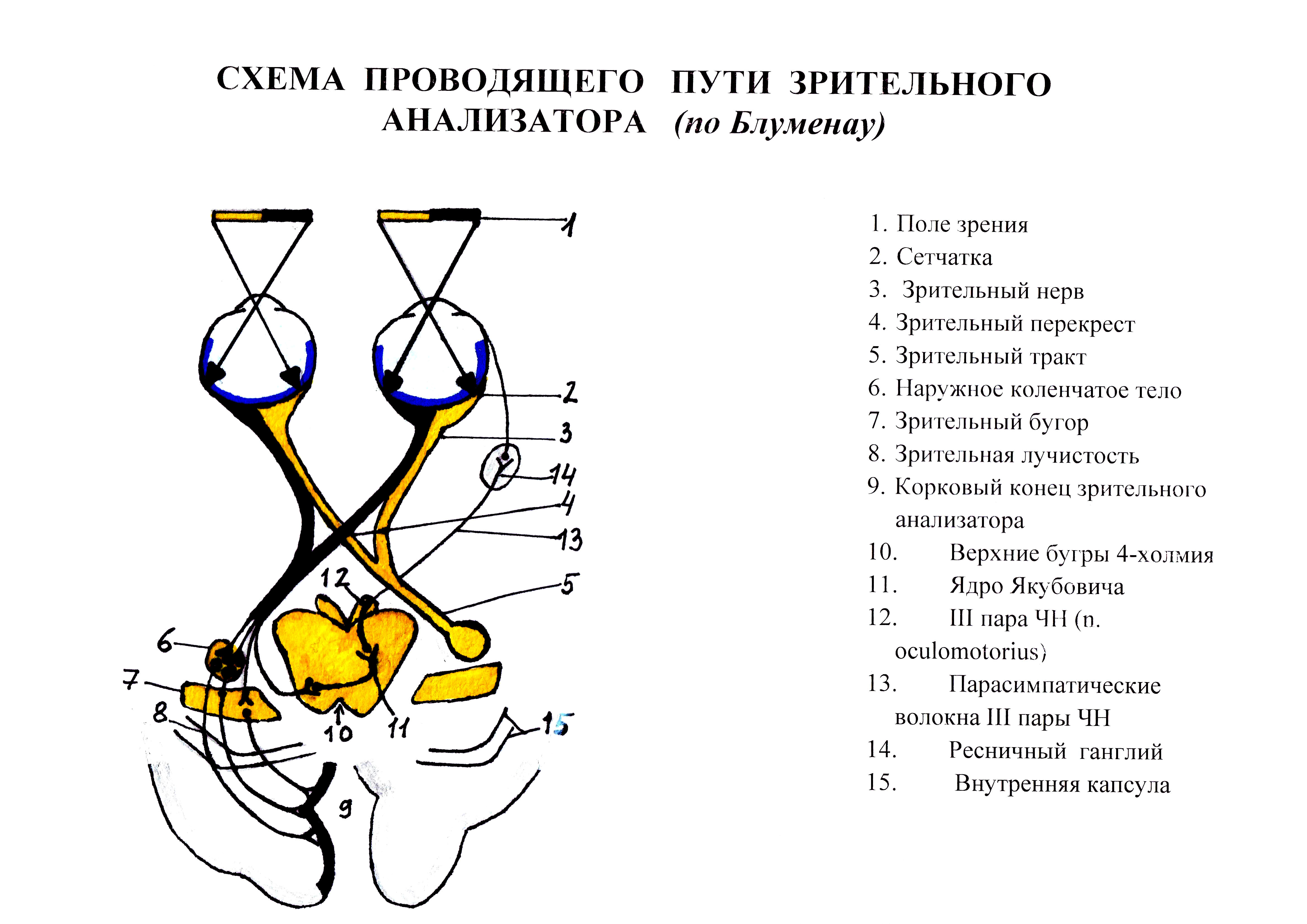 Схема зрительного анализатора